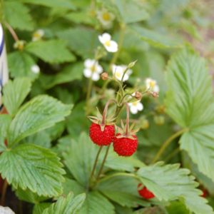 Landschildkröten-Futterpflanzenpaket