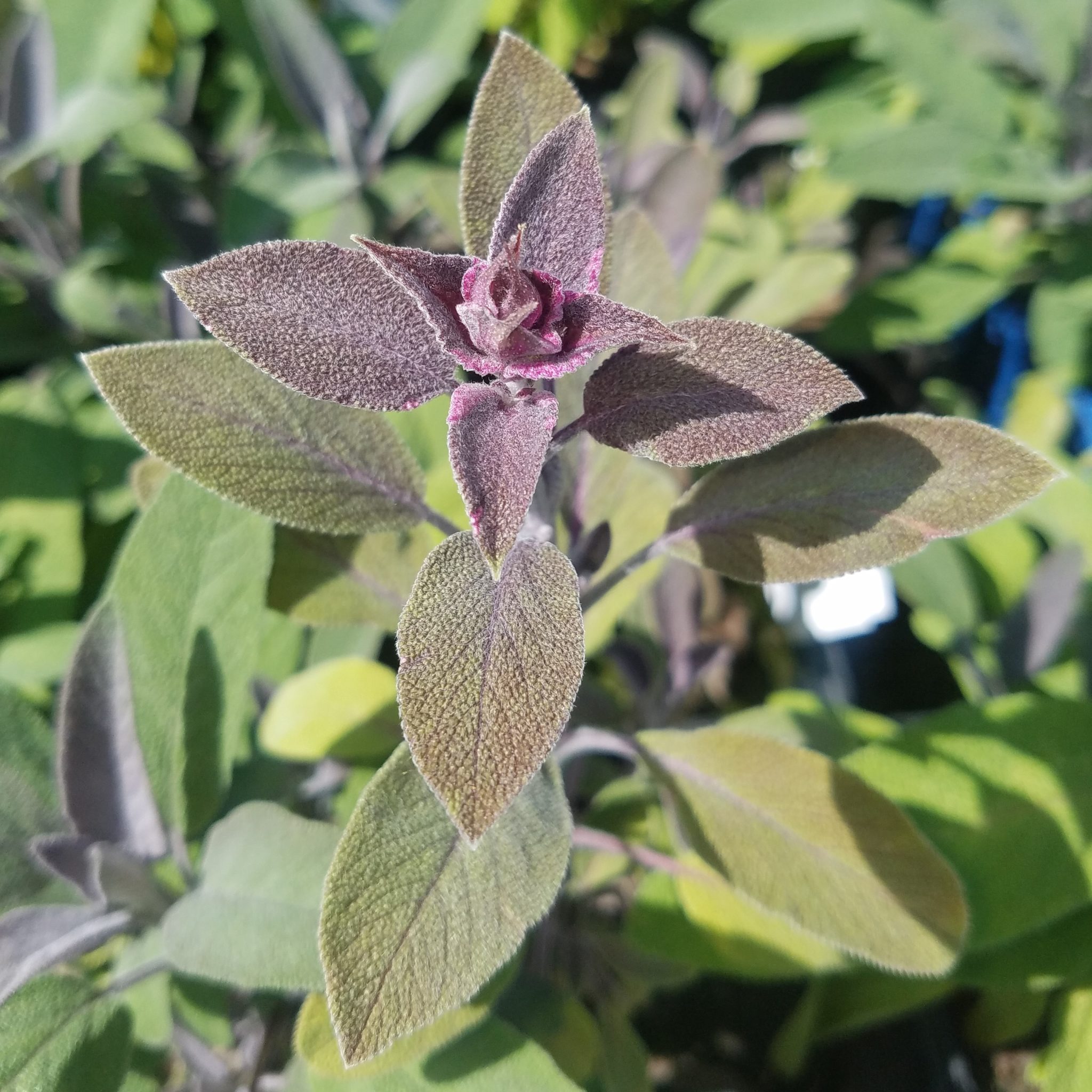 Salbei, rotblättrig Salvia officinalis 'Purpurascens' Kräuterei