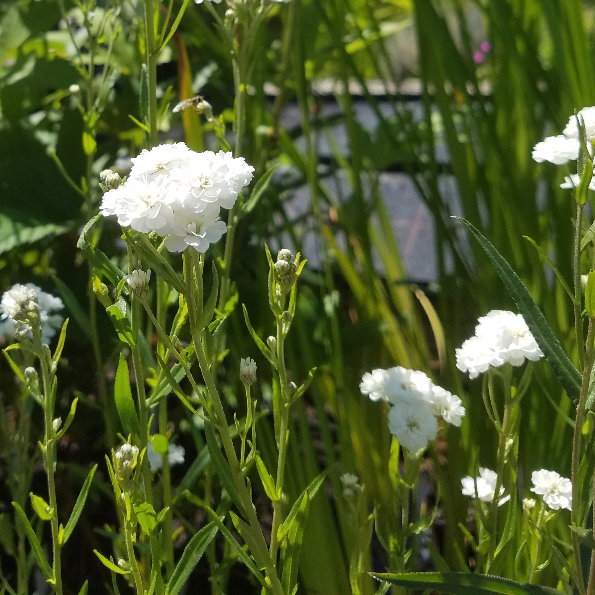 Schafgarbe, Sumpf Achillea ptarmica Kräuterei BiolandGärtnerei