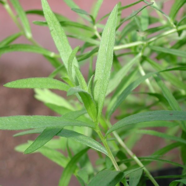 Estragon, französischer - Artemisia dracunculus var. sativa
