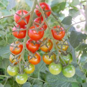 Cherry-Tomate 'Philovita'