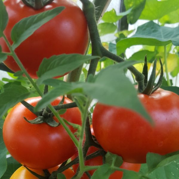 Salat-Tomate 'Philona'