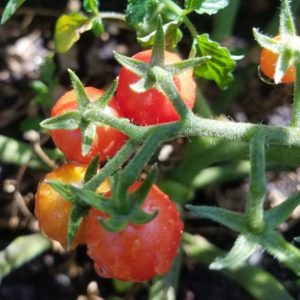 Wild-Tomate 'Rote Murmel'