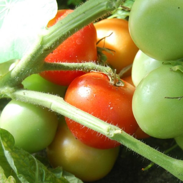 Busch-Tomate 'Bogus Fruchta'