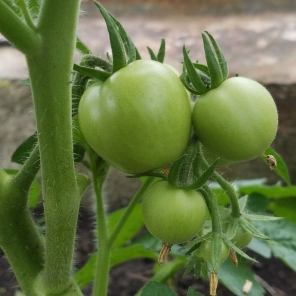Busch-Tomate 'Bogus Fruchta'