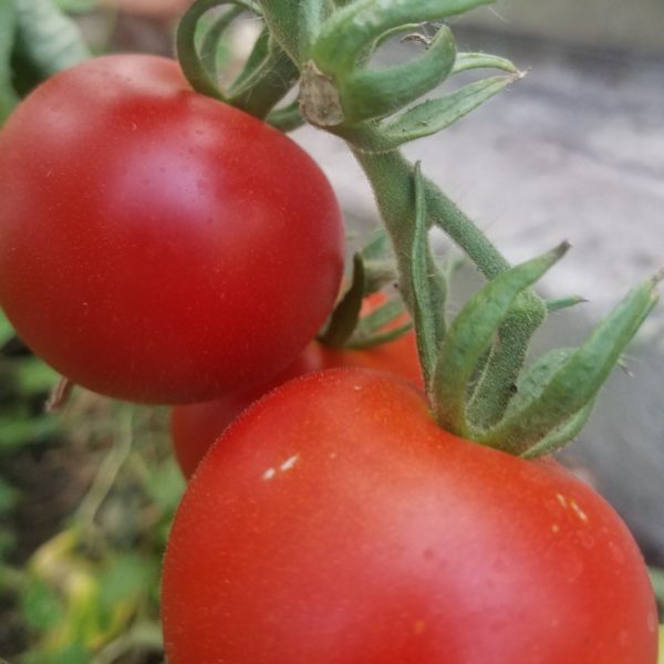 Salat-Tomate 'Matina'