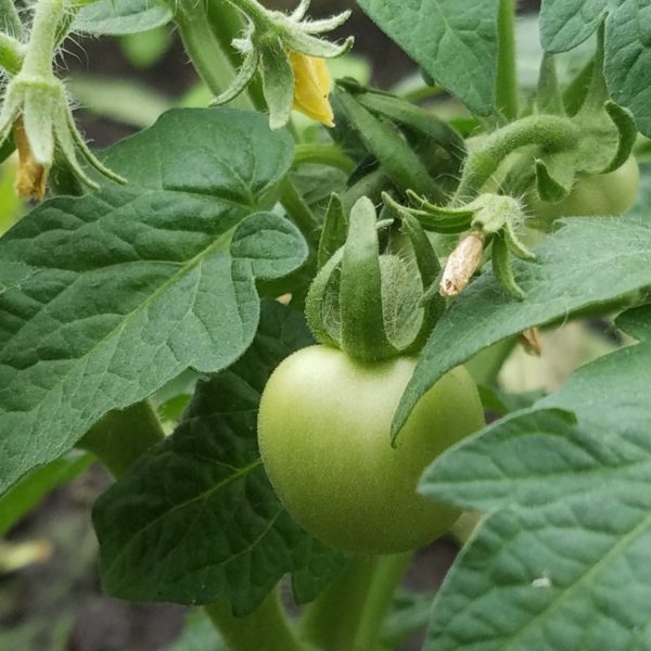Busch-Tomate 'Rotkäppchen'