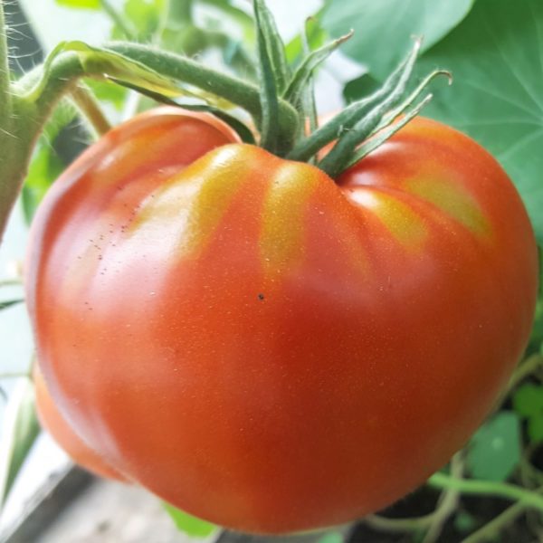 Fleisch-Tomate 'Ochsenherz'
