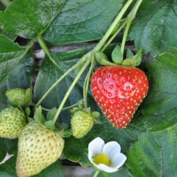 Monats-Erdbeere, hängend - Fragaria x ananassa 'Milan'