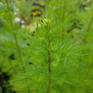 Beifuß, einjährig - Artemisia annua