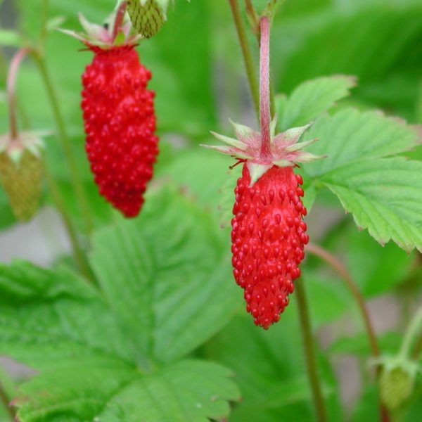 Erdbeere, Monatserdbeere 'Rügen' - FRagaria vesca var semperflorens 'Rügen'