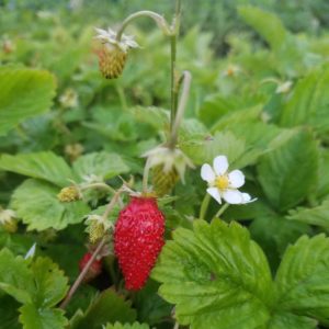 Erdbeere, Monatserdbeere 'Rügen' - FRagaria vesca var semperflorens 'Rügen'