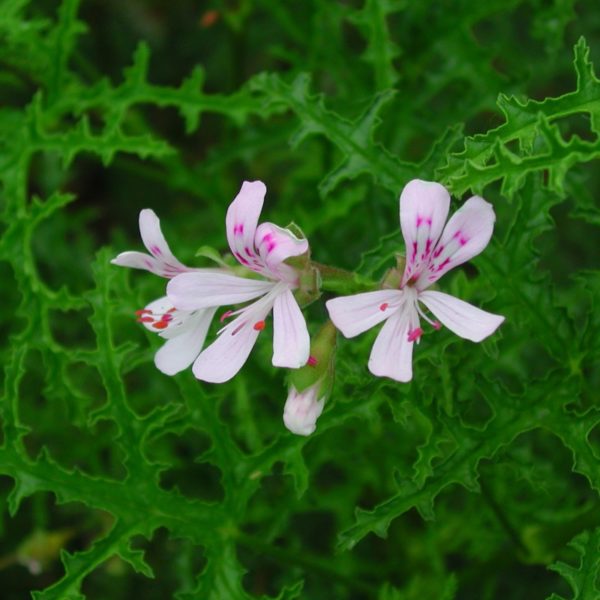 Pinienduftpelargonie - Pelargonium denticulatum var. filicifolium