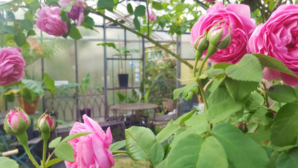 Rose Gewächshaus