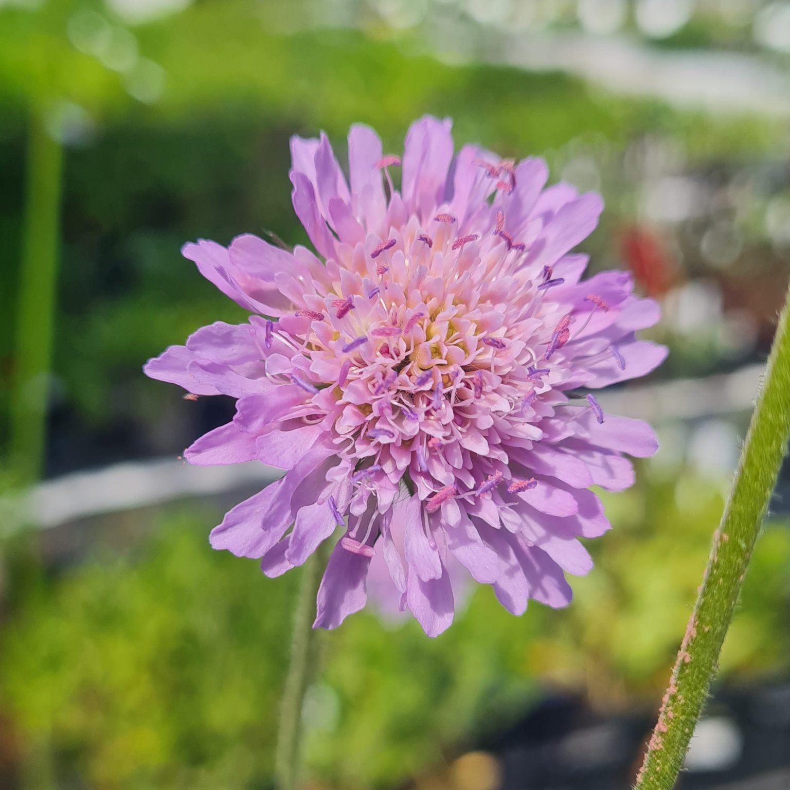 AckerWitwenblume Knautia arvensis Kräuterei BiolandGärtnerei